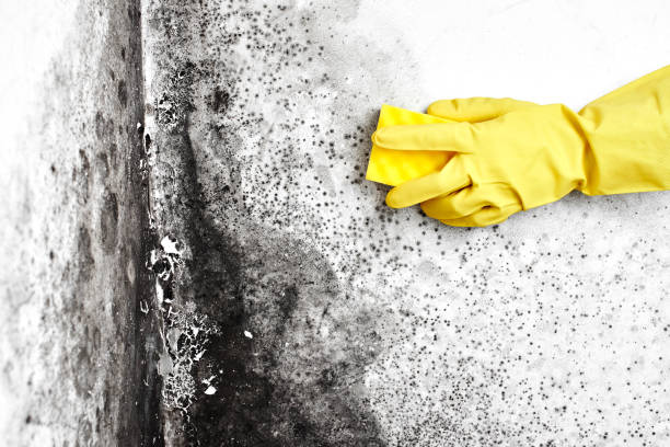 Best Local Mold Removal Service  in Decatur, TX