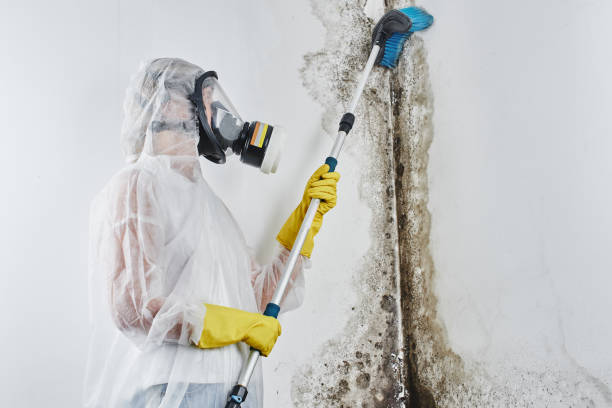 Best Certified Mold Removal  in Decatur, TX