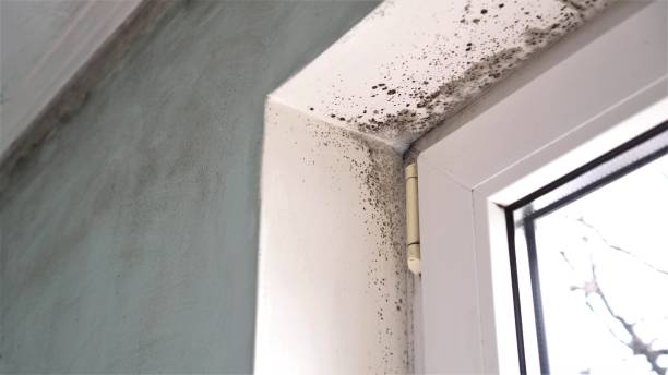 Best Mold Testing  in Decatur, TX