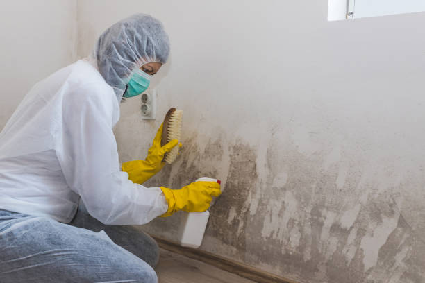Professional Mold Removal in Decatur, TX