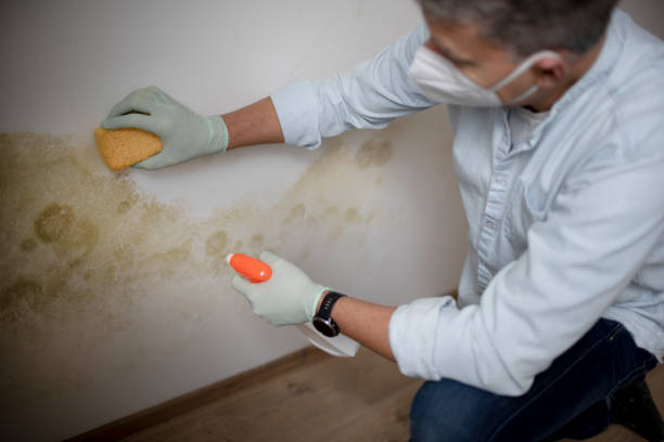 Best Attic Mold Removal  in Decatur, TX