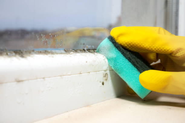 Best Mold Remediation  in Decatur, TX