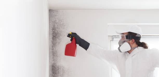 Best Mold Inspection  in Decatur, TX