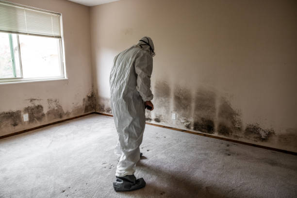 Best Black Mold Removal  in Decatur, TX